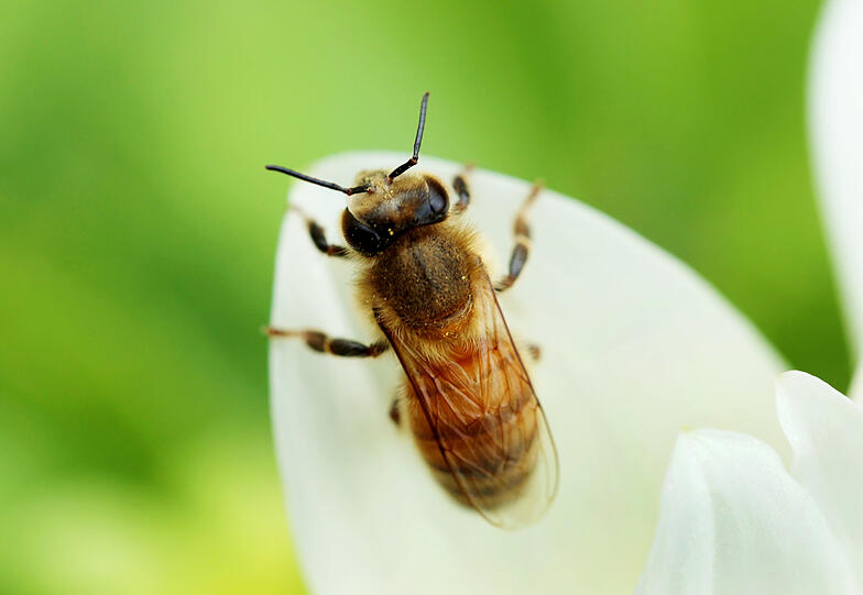 Die Bienen fühlen sich wohl.