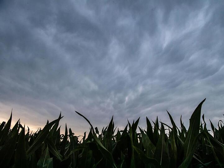 Dunkle Unwetterwolken ziehen über ein Maisfeld hinweg.
