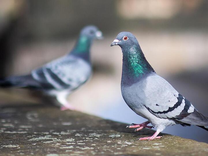 Zwei Tauben sitzen auf einer Mauer. In München gibt es aktuell 17 Taubenhäuser.