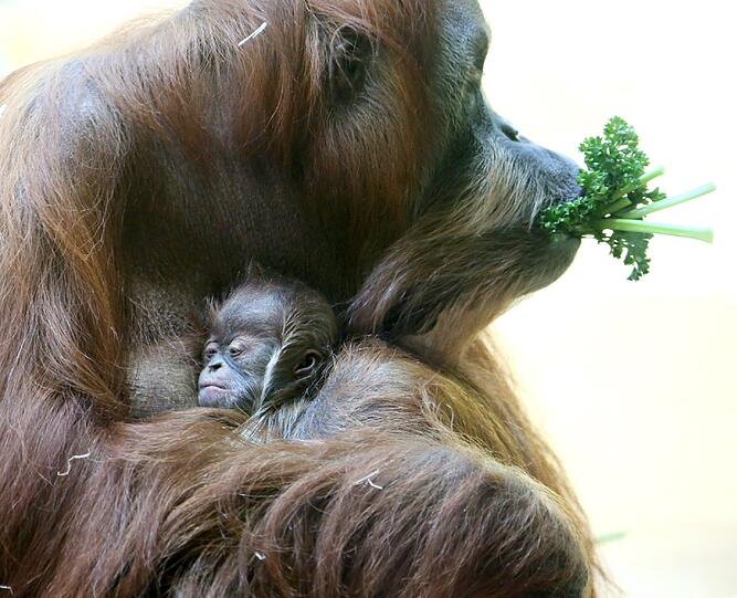 Das Orang-Utan-Baby von Hellabrunn. Die Bilder.