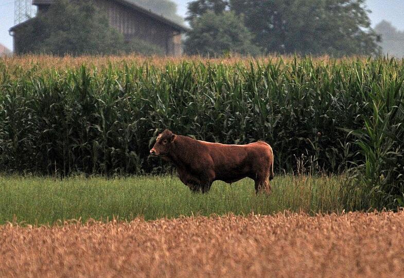 Ein junger Stier ist auf seinen Besitzer losgegangen und hat ihn tödlich verwundet.