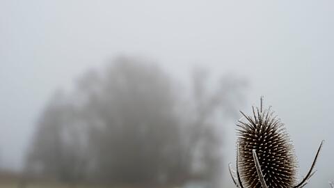 Tr&uuml;bes Wetter bestimmt den Samstag in weiten Teilen des Freistaats. (Archivbild)