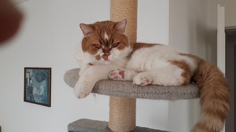 Leo