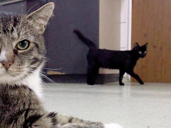 Bisher sind vor allem Fälle von Katzen bekannt, die sich mit Corona infiziert haben.
