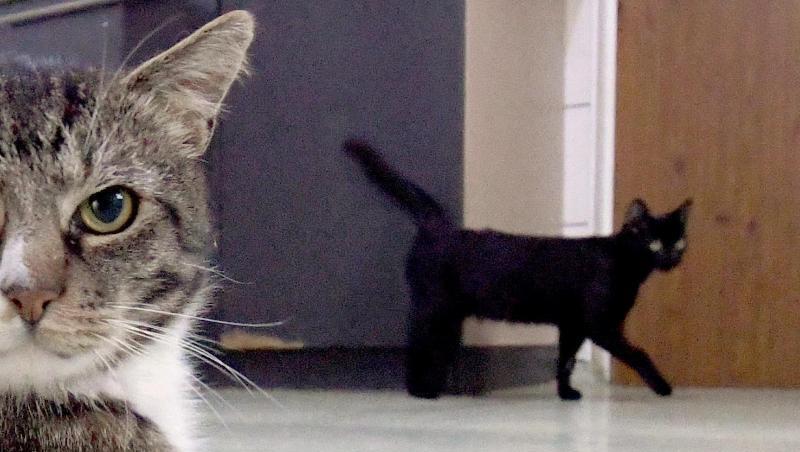 Bisher sind vor allem Fälle von Katzen bekannt, die sich mit Corona infiziert haben. Bisher sind vor allem Fälle von Katzen bekannt, die sich mit Corona infiziert haben.