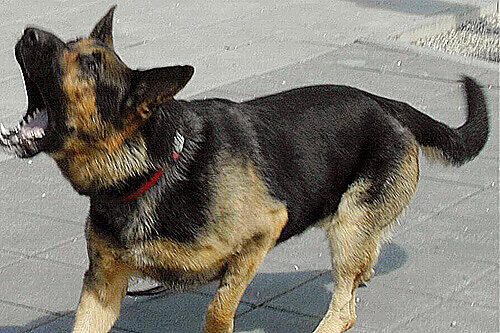 Schäferhund