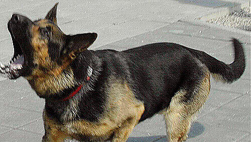 Schäferhund Schäferhund