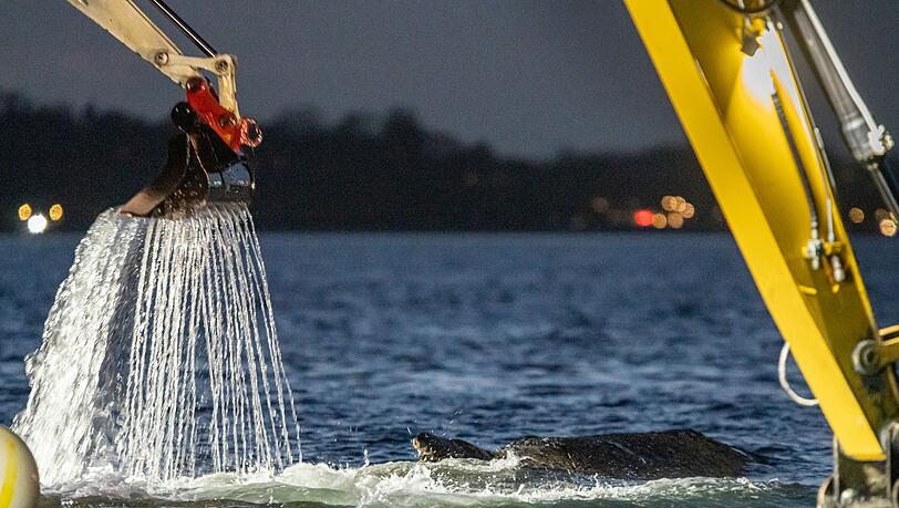 F&uuml;r die Rettung des Wals war eine Rinne ausgehoben worden.