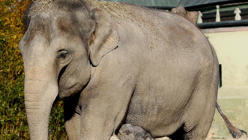 Lola mit ihrer Mutter Panang. Das Elefantenkind schwebt in akuter Lebensgefahr. Lola mit ihrer Mutter Panang. Das Elefantenkind schwebt in akuter Lebensgefahr.