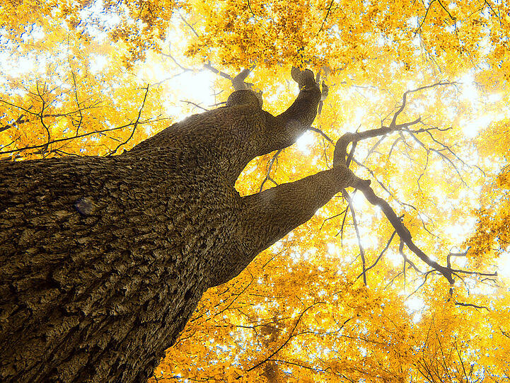 Auch der Herbst hat seine Vorzüge