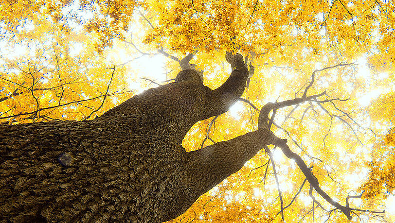 Auch der Herbst hat seine Vorzüge Auch der Herbst hat seine Vorzüge