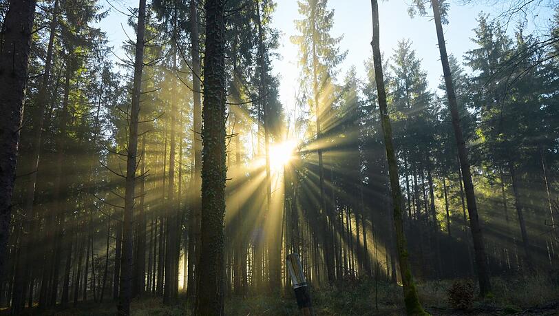 Beim Spazierengehen im Wald ist eine 24-J&auml;hrige gest&uuml;rzt. (Symbolbild)