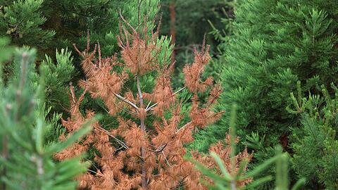 Braune, tote Nadeln statt sattem Gr&uuml;n - Nadelb&auml;ume in Bayern leiden seit Jahren unter den sich ver&auml;ndernden Wetter- und Klimabedingungen.