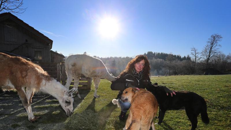 Daniela Kienle, Leiterin des Gnadenhofes "Zuflucht für Tiere im Allgäu", füttert Lamas und Hunde.