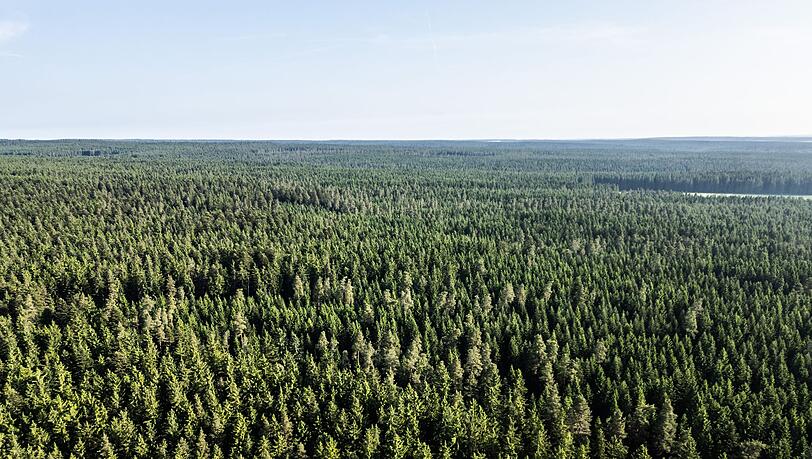Der Wald in Deutschland bleibt laut einem neuen Bericht unter "Dauerstress". (Archivbild)