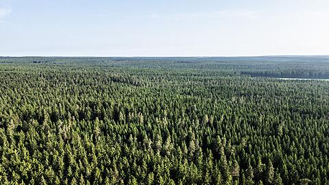 Der Wald in Deutschland bleibt laut einem neuen Bericht unter "Dauerstress". (Archivbild)