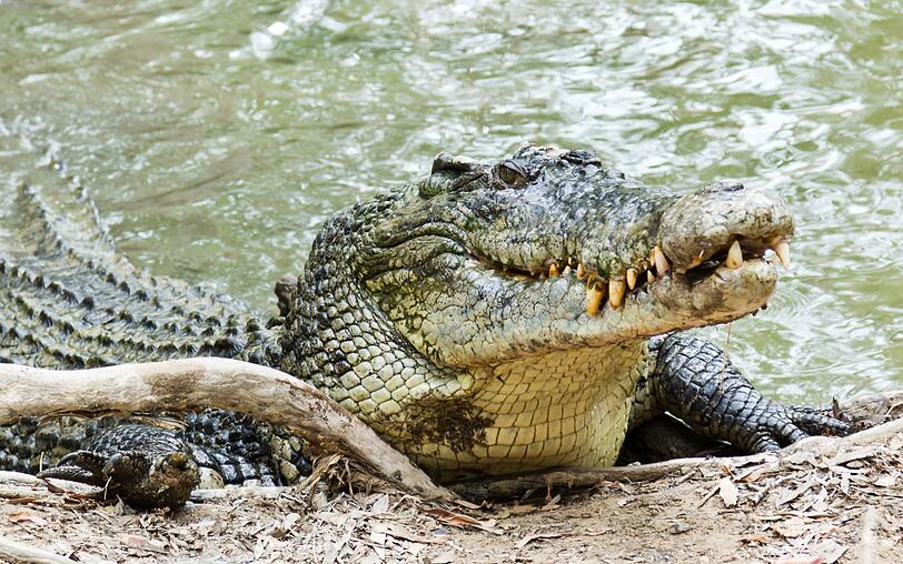 Ramree Island ist eine Insel in Myanmar, die auch "Insel des Grauens" genannt wird. So heißt der Ort seit einem Massaker im Zweiten Weltkrieg. Damals wurden rund 800 japanische Soldaten von Krokodilen in den dichten Mangrovensümpfen getötet. Historiker zweifeln die hohe Opferzahl zwar an, aber das Guinness-Buch der Rekorde listet den Vorfall als "größtes Desaster, was Tiere unter Menschen jemals angerichtet haben". Ramree Island ist eine Insel in Myanmar, die auch "Insel des Grauens" genannt wird. So heißt der Ort seit einem Massaker im Zweiten Weltkrieg. Damals wurden rund 800 japanische Soldaten von Krokodilen in den dichten Mangrovensümpfen getötet. Historiker zweifeln die hohe Opferzahl zwar an, aber das Guinness-Buch der Rekorde listet den Vorfall als "größtes Desaster, was Tiere unter Menschen jemals angerichtet haben".