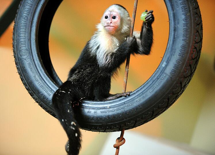 Das Weißschulterkapuzineräffchen Mally klettert in einem Quarantänegehege des Serengeti-Parks bei Hodenhagen.