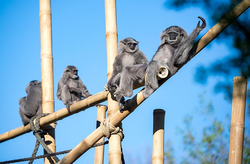 Die vom Aussterben bedrohten Silbergibbons haben im Tierpark Hellabrunn nun eine neugestaltete Außenanlage.