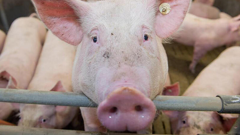 "Die Haltung muss den Bedürfnissen der Tiere angepasst werden - nicht die Tiere den Haltungsbedingungen", fordert Greenpeace.