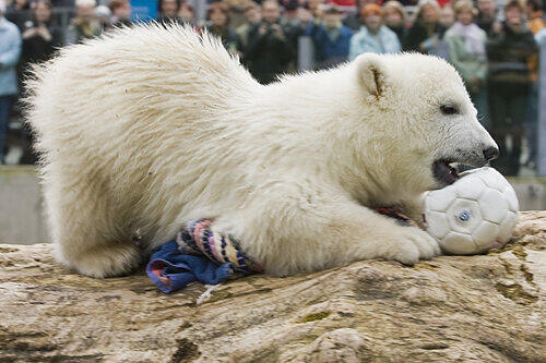Eisbär-Baby Flocke war vor drei Jahren ein riesiger Publikumsmagnet im Nürnberger Tiergarten. Hier spielt sie vor hunderten Zuschauern in ihrem Gehege mit einem Fußball.