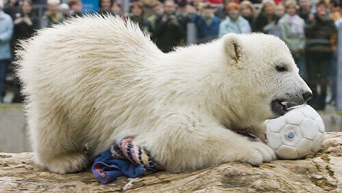 Eisbär-Baby Flocke war vor drei Jahren ein riesiger Publikumsmagnet im Nürnberger Tiergarten. Hier spielt sie vor hunderten Zuschauern in ihrem Gehege mit einem Fußball. Eisbär-Baby Flocke war vor drei Jahren ein riesiger Publikumsmagnet im Nürnberger Tiergarten. Hier spielt sie vor hunderten Zuschauern in ihrem Gehege mit einem Fußball.