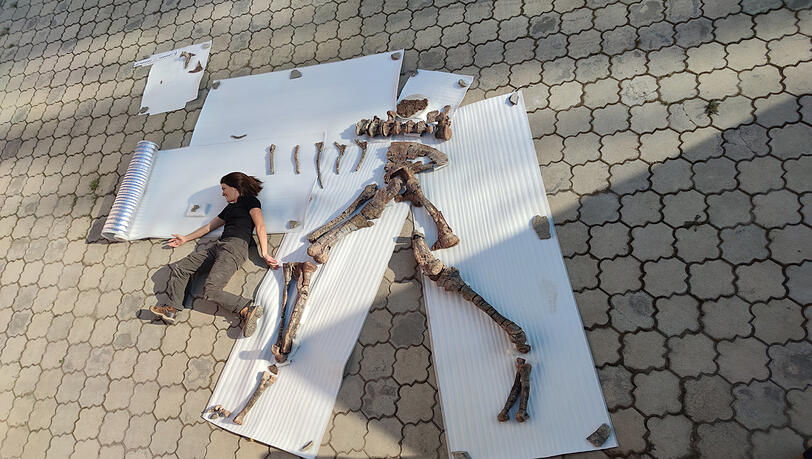Größenvergleich: Das sind die Skelettteile, die die Dinoforscher ausgegraben haben.