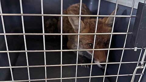 Die Füchse wurden in zwei Boxen abtransportiert.