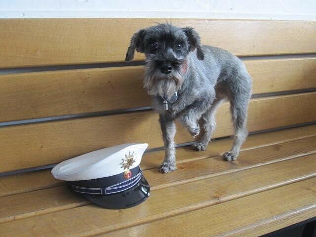 Zwergschnauzer Viva: Sein Besitzer fuhr lieber in den Urlaub, als den Hund bei der Polizei abzuholen.
