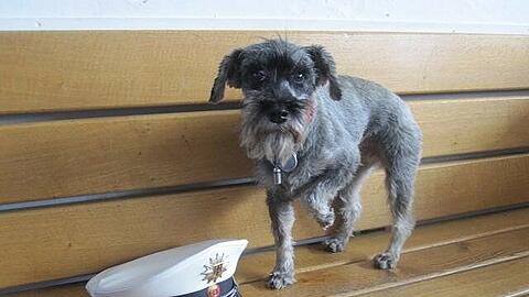 Zwergschnauzer Viva: Sein Besitzer fuhr lieber in den Urlaub, als den Hund bei der Polizei abzuholen.