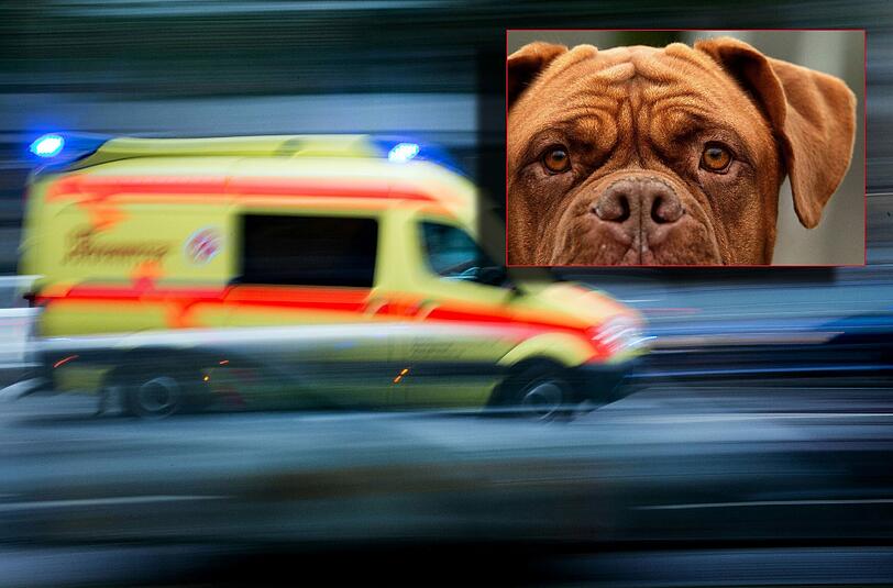 Vier Bordeauxdoggen haben das Mädchen angegriffen. Die Fünfjährige überlebte den Angriff nicht. (Archivbild)