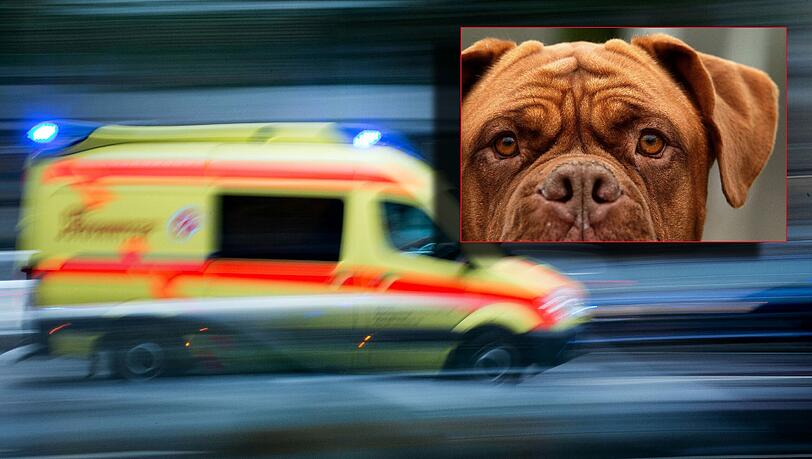 Vier Bordeauxdoggen haben das Mädchen angegriffen. Die Fünfjährige überlebte den Angriff nicht. (Archivbild) Vier Bordeauxdoggen haben das Mädchen angegriffen. Die Fünfjährige überlebte den Angriff nicht. (Archivbild)
