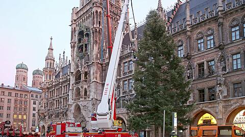 Der Christbaum am Marienplatz.