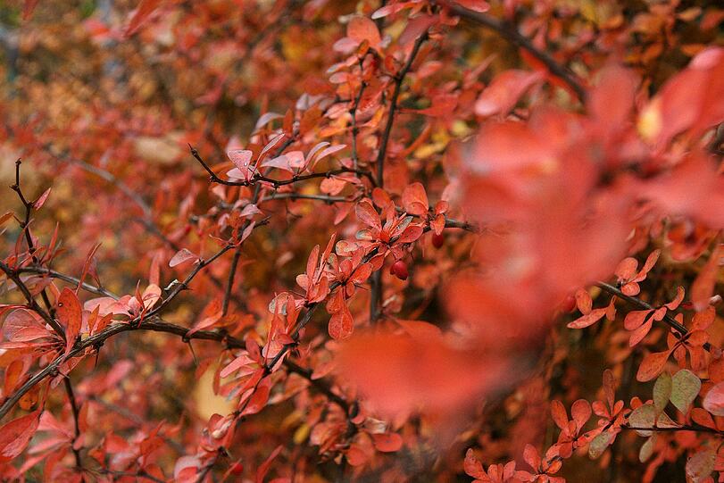 Das langanhaltend schöne Wetter sorgt für herrliche Herbst-Impressionen.