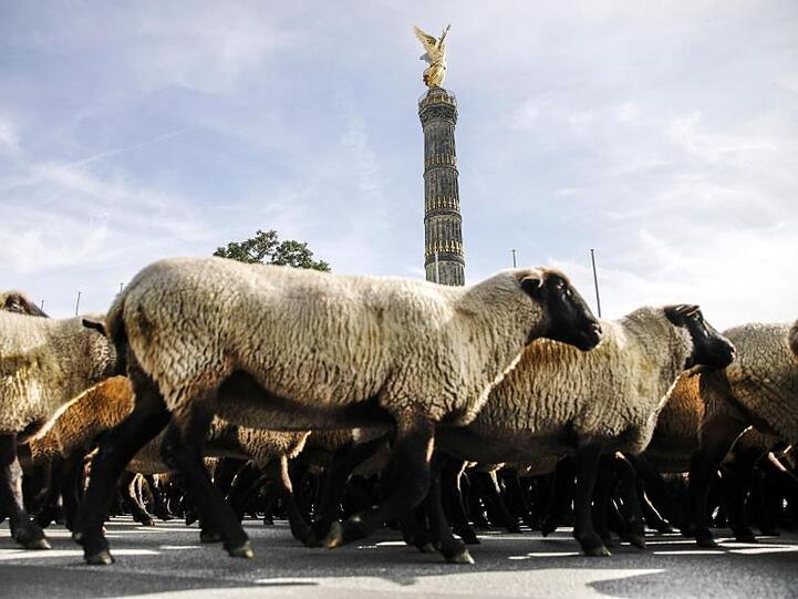 Demonstration zur prekären Situation von Wanderschäfern.