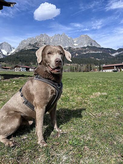 Buddy ist unser Kindergartenheld! Ob Kuscheln, Toben oder Hundeführerschein üben – er macht alles mit. Ganz Schwabing kennt den lieben Labrador mit dem großen Herz. Für unsere Kids ist er bester Freund, Lehrer und Seelentröster in einem.