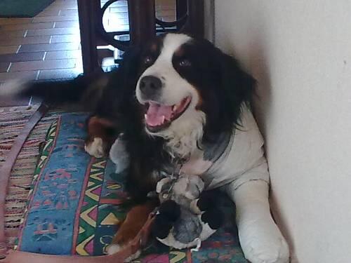 Berner Sennenhund Cindy musste operiert werden.