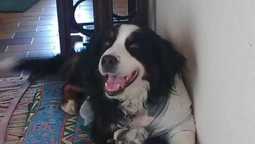 Berner Sennenhund Cindy musste operiert werden. Berner Sennenhund Cindy musste operiert werden.