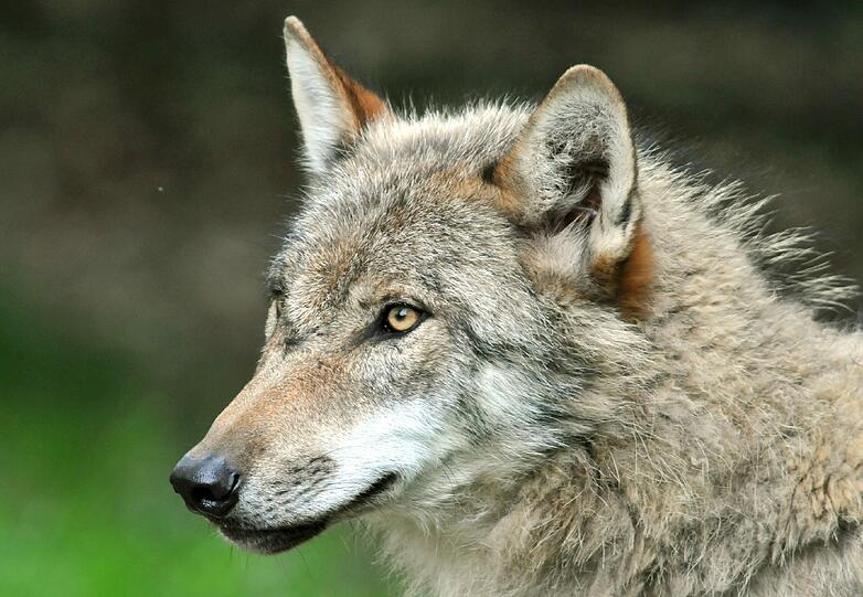 In Oberbayern ist möglicherweise erneut ein Wolf unterwegs.(Symbolbild)