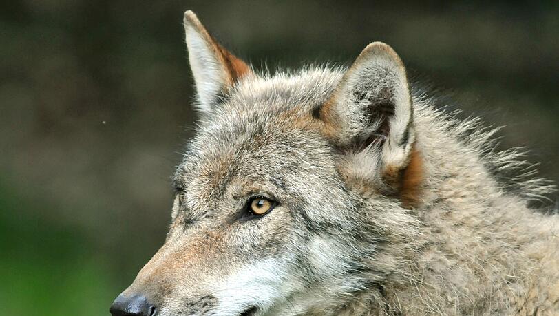In Oberbayern ist möglicherweise erneut ein Wolf unterwegs.(Symbolbild) In Oberbayern ist möglicherweise erneut ein Wolf unterwegs.(Symbolbild)