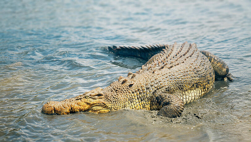 Ein Leistenkrokodil in australischen Gew&auml;ssern.