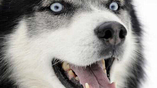 Baby-Drama: Ein Husky hat einen Säugling totgebissen (Symbolfoto) Baby-Drama: Ein Husky hat einen Säugling totgebissen (Symbolfoto)