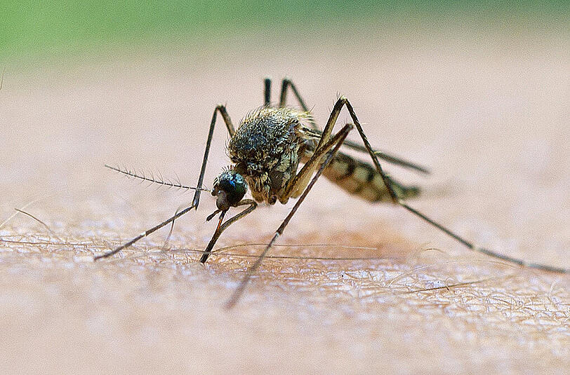 Nervige Plagegeister: Eine Stechmücke beim Blutsaugen.