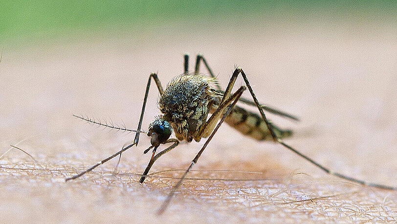 Nervige Plagegeister: Eine Stechmücke beim Blutsaugen. Nervige Plagegeister: Eine Stechmücke beim Blutsaugen.