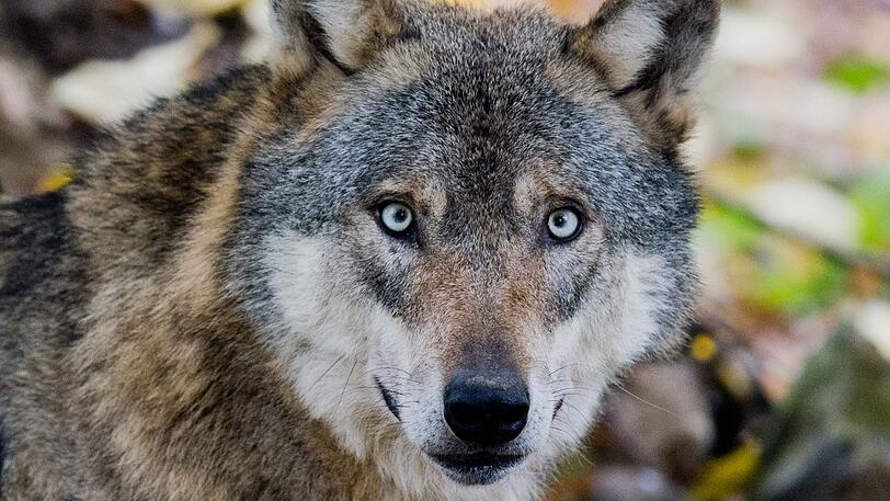Wie umgehen mit dem Wolf? Naturschützer setzen auf präventive Maßnahmen.
