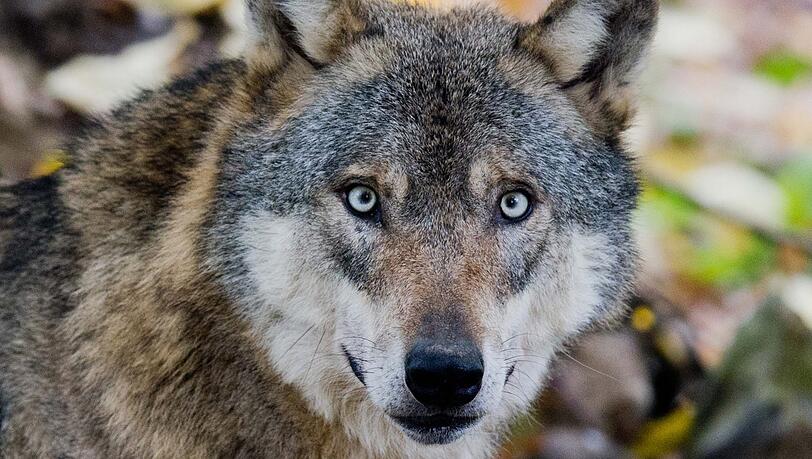 Wie umgehen mit dem Wolf? Naturschützer setzen auf präventive Maßnahmen. Wie umgehen mit dem Wolf? Naturschützer setzen auf präventive Maßnahmen.