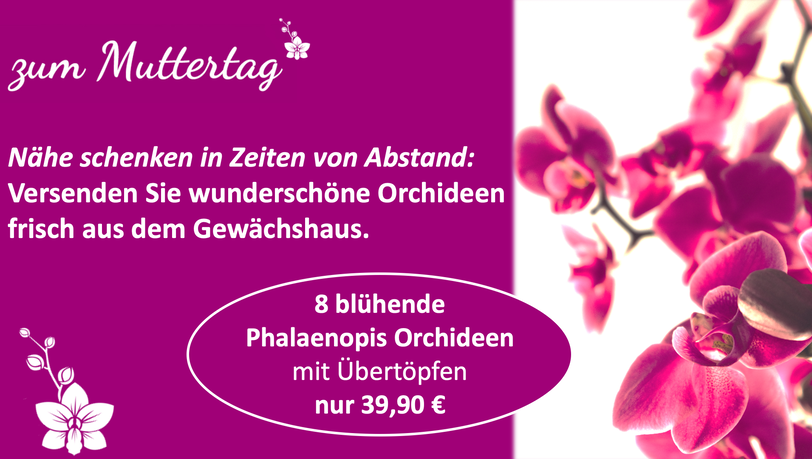 Verschenken Sie dieses Jahr statt einem vergänglichen Strauß Schmetterlings-Orchideen. Verschenken Sie dieses Jahr statt einem vergänglichen Strauß Schmetterlings-Orchideen.
