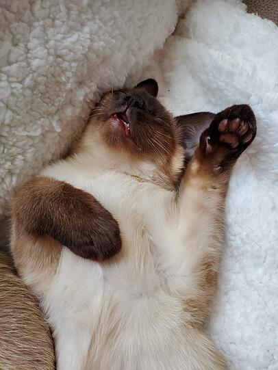 Timmi