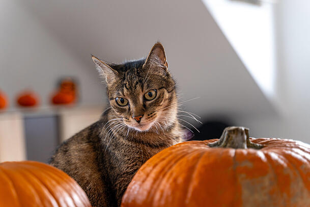 Nicht alles an Halloween ist für Tiere schlecht: Kürbis schmeckt Katzen und Hunden. Nicht alles an Halloween ist für Tiere schlecht: Kürbis schmeckt Katzen und Hunden.