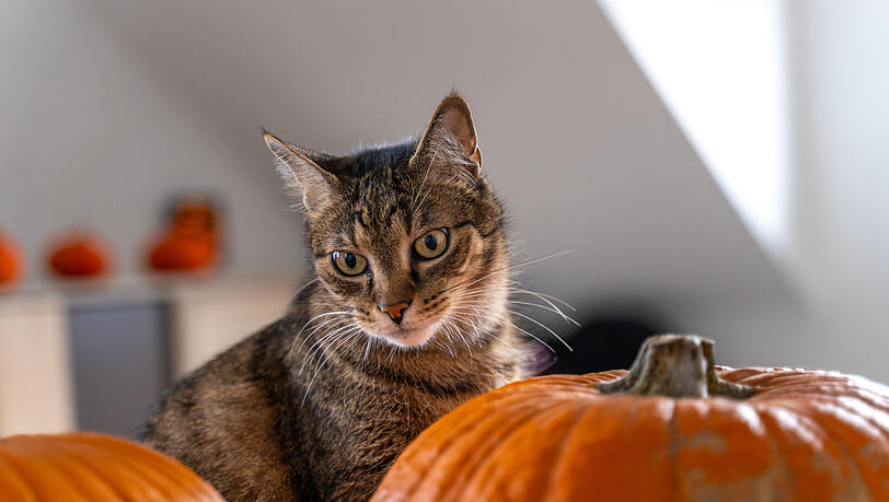 Nicht alles an Halloween ist für Tiere schlecht: Kürbis schmeckt Katzen und Hunden. Nicht alles an Halloween ist für Tiere schlecht: Kürbis schmeckt Katzen und Hunden.